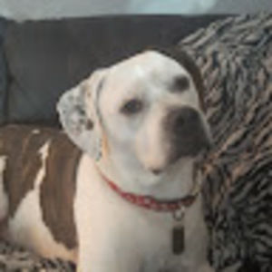 Meet your Posher, Braxton